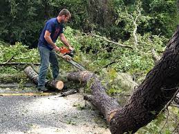 Best Leaf Removal  in Paden City, WV