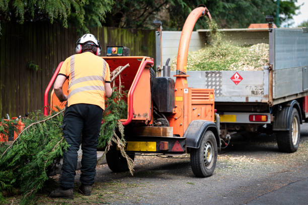 How Our Tree Care Process Works  in  Paden City, WV