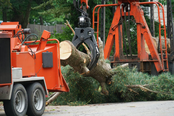 Best Tree Removal  in Paden City, WV