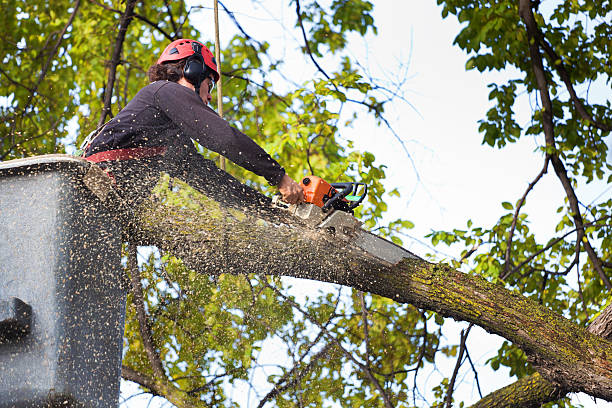 Best Stump Grinding and Removal  in Paden City, WV